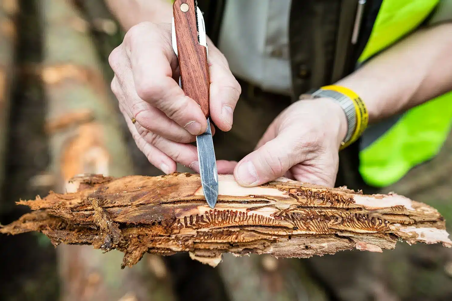 Forêts d’Auvergne-Rhône-Alpes : quand le changement climatique fragilise l’épicéa